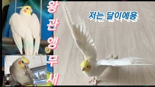 왕관앵무새 달이의 휘파람 들어보실래요?