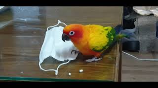 [마스크빌런] 앵무새를 키우면 이렇게 됩니다 #썬코뉴어…