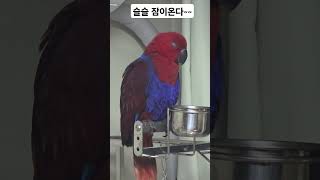 #asmr #parrot #뉴기니아앵무새