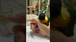 시험 못치면 너가 책임져 #parrot #birds #…