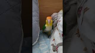 [영만쓰] 부르면 오는 앵무새