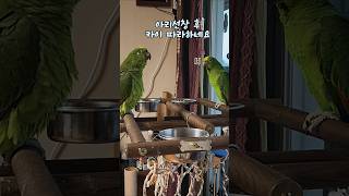 아마존 앵무새 아리 따라배우는 카이 #parrot #아…