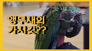 앵무새의 가시깃은 멀까?? Parrot's thorn fur