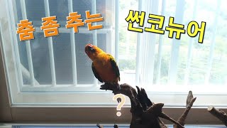 나무 횟대위에서 춤추는 썬코뉴어 보리(짧으니 주시해야함…