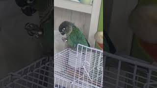 국수  잘 먹는  코뉴어 앵무새