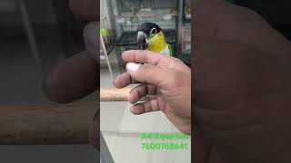Caique  birds | Cute hand Tame parrot #parrot Nice Birds? | #parrot_bliss #caiqueparrotYouTube