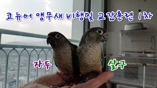 앵무새  코뉴어 살구&자두/교감및 비행훈련 [앵무새친구TV]