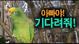 지난 여름 막말! / 말을 조금 해도 별이는 별이다! ㅎㅎ / 앵무새가 개콘보다 더 웃기다!!  / 사람과 대화 가능앵무새 / ANGRY BIRD