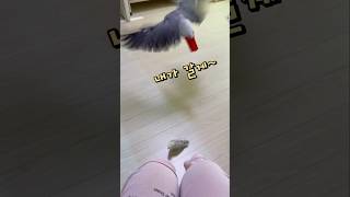 집에서 잡기놀이하는 앵무새  회색앵무 잠바 모란앵무 옹심이