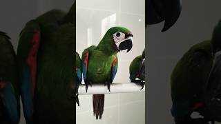 Chestnut Fronted Macaw #birds #parrot #trending #youtubeshorts #viralvideo #shorts #youtube #explore