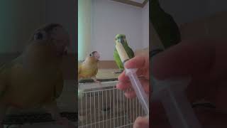 귀농귀촌 아마존앵무새 이유식먹기