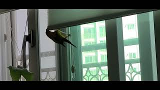 #썬코뉴어 #앵무새