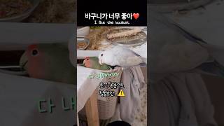 바구니가 좋은 앵무새❤