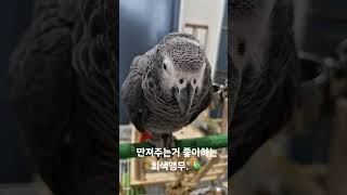 회색앵무.  #parrot #회색앵무 #앵무새 #greyparrots