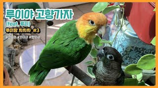 [앵무새] 루이야 고향가자 #코뉴어 #카이큐 #퀘이커