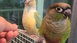 코뉴어 해바라기 씨 먹기