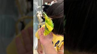 앵무새와 친해지는 시간 앵무새와 반가워