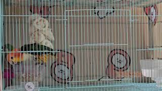 잘난감 하나에 잘노는 리오와 아리 #노랑머리카이큐앵무새…