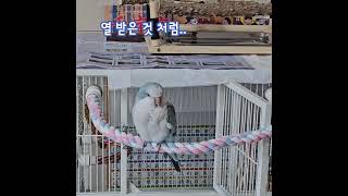 [퀘이커 앵무] 슬픔 주의.. #quakerparrot…