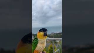 요르와 함께하는 캠핑 #birds #parrot #pets #카이큐앵무새 #cute