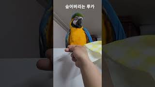 오기싫어서 숨는 앵무새 #animal #parrot #앵무새 #청금강 #청금강앵무새