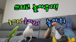 앵무새 세마리 놀아주기 아마존 코카투 청금강 쓰리고 총출동 앵집사는 웁니다 ㅜㅜ