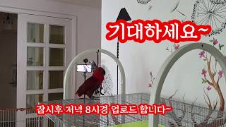 잠시후"루비영상"이 업로드됩니다, "구독"하셨다면 제일먼저 알람이 올거예요