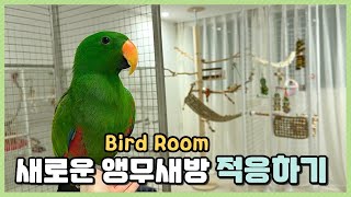 새로운 앵무새방 적응하기 (Bird Room)
