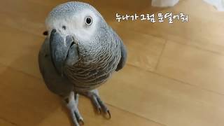 엄마를 향해 어디든 가는 앵무새