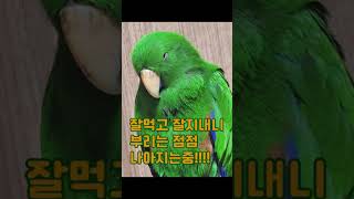 앵무새의 부리 변천사 #뉴기니아 #parrot #앵무새 #동물 #cute #birds