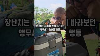 아빠랑 놀던 앵무새가 갑자기 아빠를 빤히 바라보더니 보여준 행동이 넘 감동이에요 #윙스패밀리 #할리퀸마카우마르코 #아빠사랑해