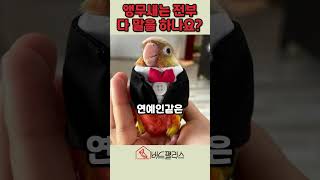 앵무새는 다 말을 할 수 있나요? #animals #c…