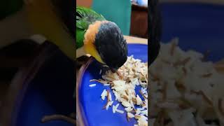 Kiwi eats some rice! #parrot #caique