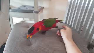 반달가슴로리앵무