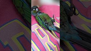 집사가 놓치고 싶지 않은 순간들 #힐링동물영상 #아기앵…