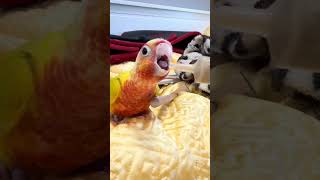 이유식 보자마자 미끄러지며 돌진하는 앵무새ㅋㅋㅋㅋㅋ#앵…