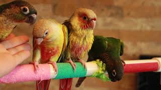 아기 앵무새, 코뉴어 이유조들의 일상