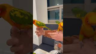 색감이 너무 예쁜 썬코뉴어들 앵무새 카페 아이들이지만 …