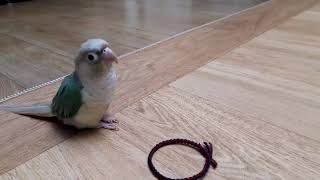 앵무새  코뉴어 무무의 첫번째 동영상