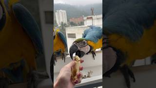 Buenos días!! #birds #macaws #…