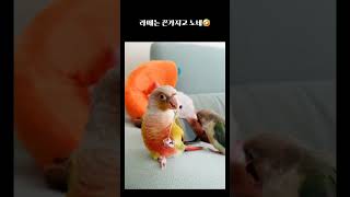 럭키라떼일상 #shorts #parrot #코뉴어 #앵무새일상