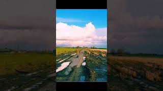 Korra the Harlequin Macaw Free Flight 25/11/2017