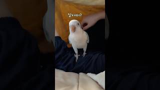 잘 잤어(요)?! #퀘이커앵무송꾸꾸