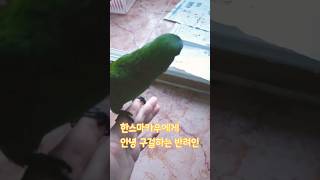 한스마카우에게 안녕 구걸하는 반려인 #앵무새 #반려조 #한스마카우 #parrot #animal #hansmacaw #앵집사