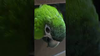 #앵무새 #한스마카우 @13세. 남자. 이름:  지루비. "볶아 먹자요" 볶아 먹자 인데, 상황이 조금 불리하면, 볶아 먹자요 를 쓴다. 높임말을 확실히 구분한다.