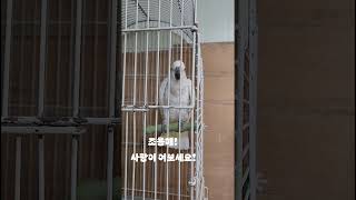 이웃 가게  앵무새 배추 #코카투#코카투앵무새