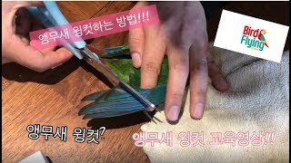 앵무새 윙컷 하는 방법!!