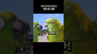 아빠힘내세요거든! 미치겠닼ㅋㅋㅋㅋ #아랑이 #아마존앵무새 #talkingparrot