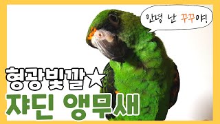 형광초록빛의 예쁜 중대형 앵무, 쟈딘앵무새 꾸꾸!(Re…
