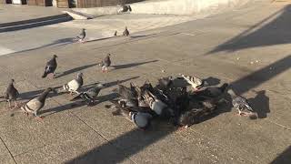 비둘기 푸드득에 놀라 날아간 코뉴어